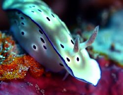 "Nude". Actually this nudibranch is a "Chromodoris Kuniei... by Michael Canzoniero 